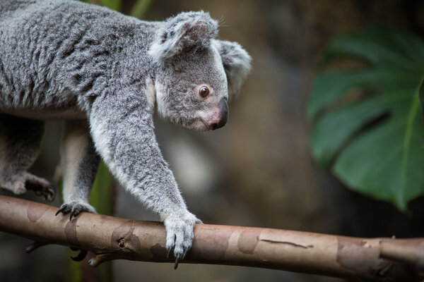 Koala on a tree with bush