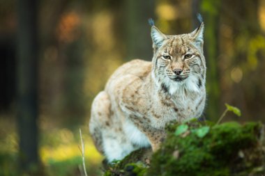 Eurasian Lynx clipart
