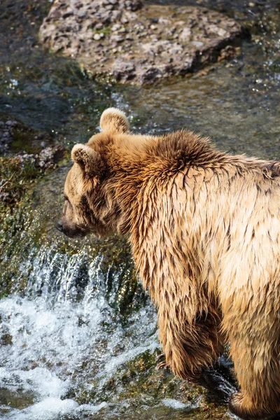 Brown Bear — Stock Photo, Image