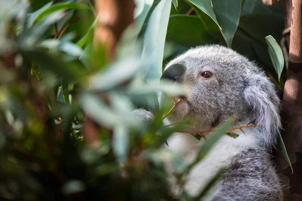 Koala em uma árvore — Fotografia de Stock
