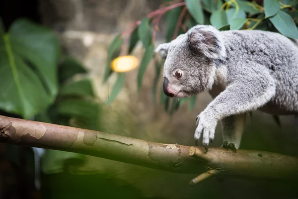 Koala en un árbol — Foto de Stock