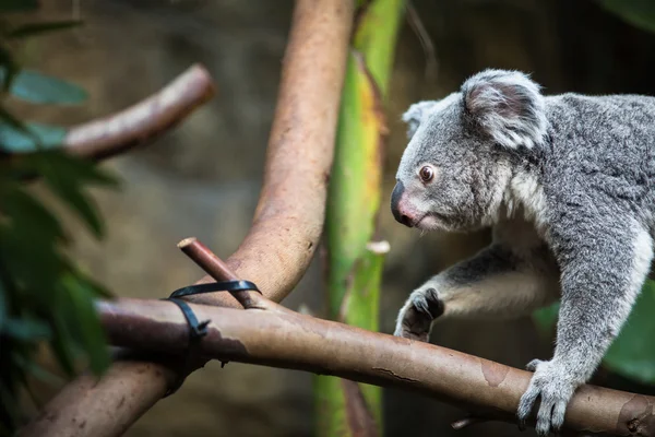 Koala en un árbol — Foto de Stock