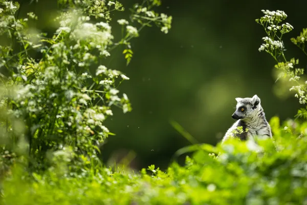 Lemur kata — Stok fotoğraf