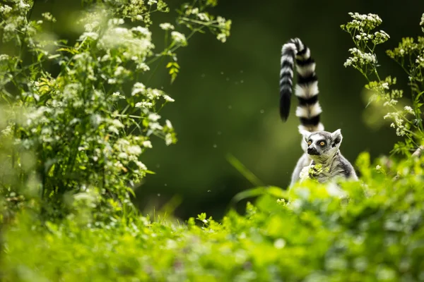 Lemur kata — Zdjęcie stockowe