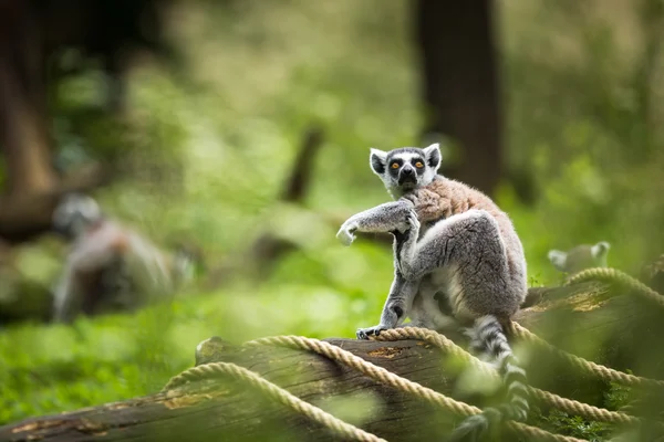 Lemur kata — Fotografia de Stock