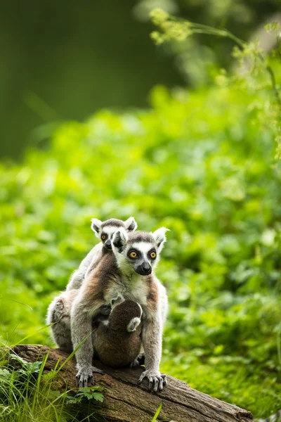 Lemur kata — Stok fotoğraf