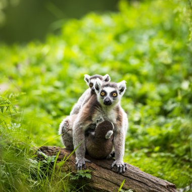 Lemur kata (Lemur catta)