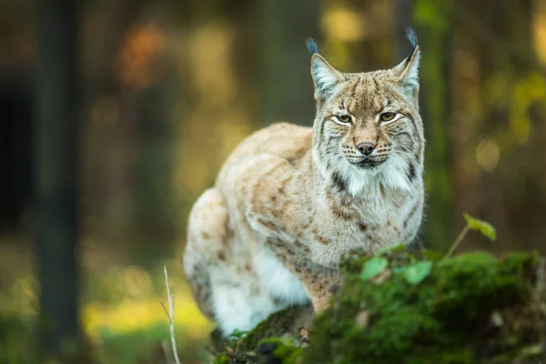 Eurasiska lodjur — Stockfoto