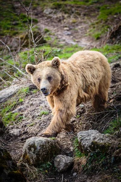 Orso bruno — Foto Stock