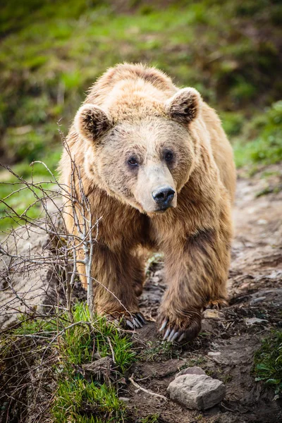 Urso castanho — Fotografia de Stock