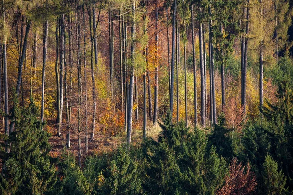 Prachtig bos — Stockfoto