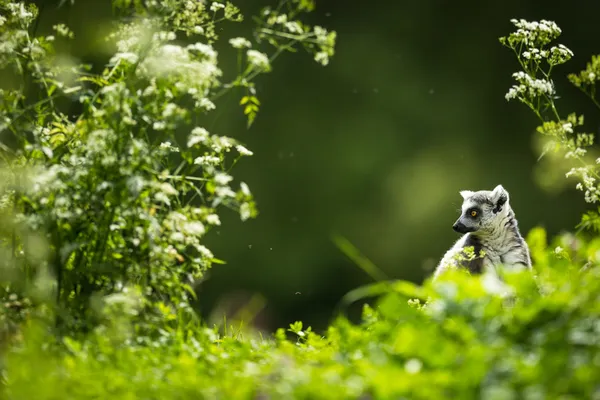 Lemur kata (Lemur Kata) — Stock fotografie