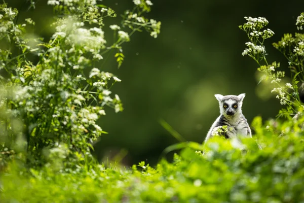 Lemur kata (Lemur catta) — Stok fotoğraf