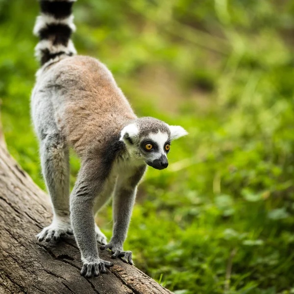 Lemur kata — Fotografia de Stock