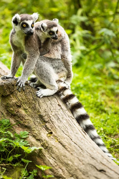 Lemur kata (Lemur catta) — Stock Photo, Image