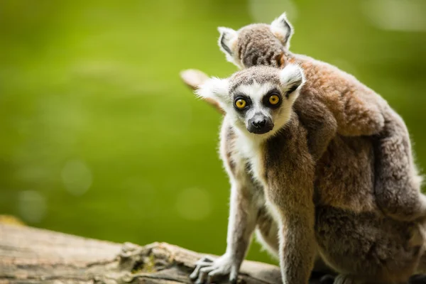 Lemur kata (Lemur Kata) — Stock fotografie