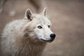 Arktischer Wolf, Polarwolf oder Weißer Wolf