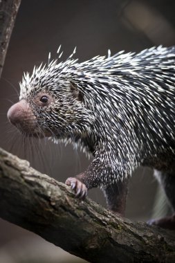 Close-up of a cute Brazilian Porcupine clipart
