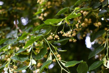 çiçek açan ıhlamur, ıhlamur ağacı çiçek
