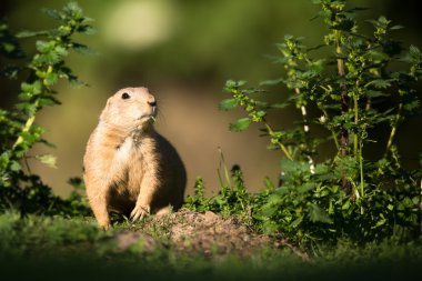 Very cute black tailed prairie dog clipart