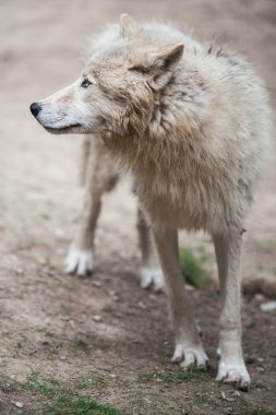 Kuzey Kutbu kurt, polar kurt veya Beyaz kurt