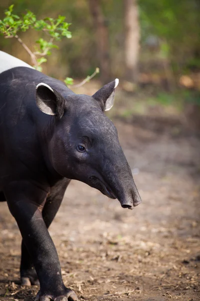 Malayan Tapir — Stock Photo, Image