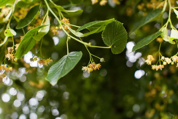 Kvetoucí, Tiliaceae, Lípa v květu — Stock fotografie