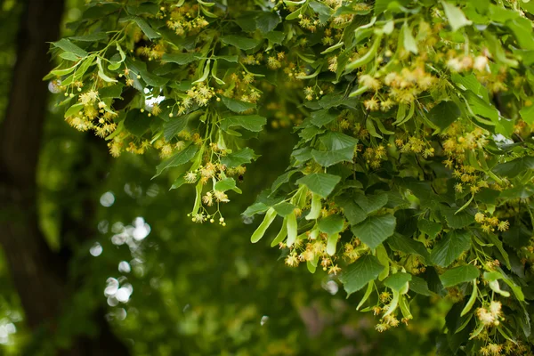 菩提樹の花の咲くリンデン — ストック写真