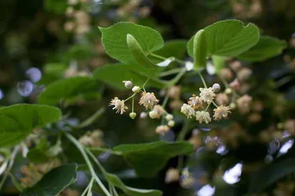 Blommande linden, limefrukttree i blom — Stockfoto