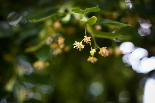 Blommande linden, limefrukttree i blom — Stockfoto