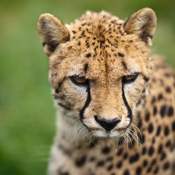 치타 (Acinonyx jubatus) — 스톡 사진