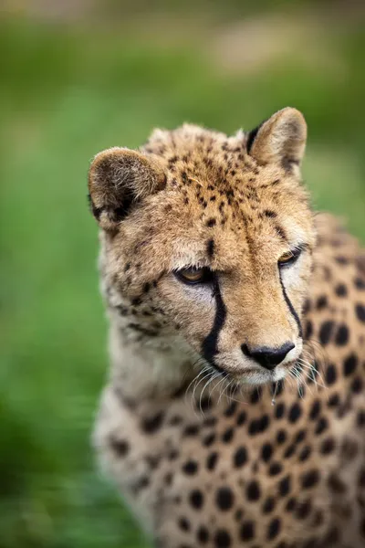 치타 (Acinonyx jubatus) — 스톡 사진