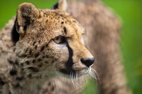 Geparden (acinonyx jubatus)) — Stockfoto