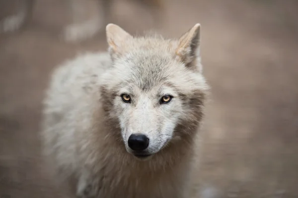 Lobo Ártico, Lobo Polar o Lobo Blanco —  Fotos de Stock