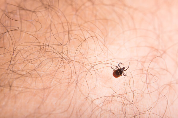 Tick close up