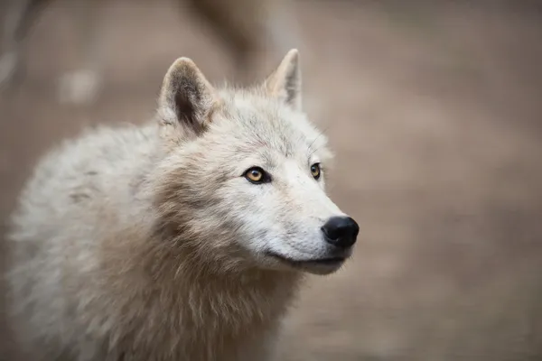 Loup Arctique Images Libres De Droit Photos De Loup Arctique Depositphotos