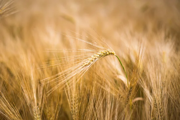 Ripe barley — Stock Photo, Image