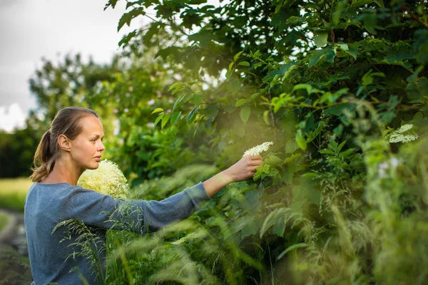 Γυναίκα picking elderflower — Φωτογραφία Αρχείου
