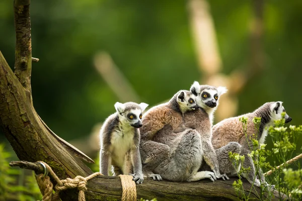 Lemur kata — Stockfoto