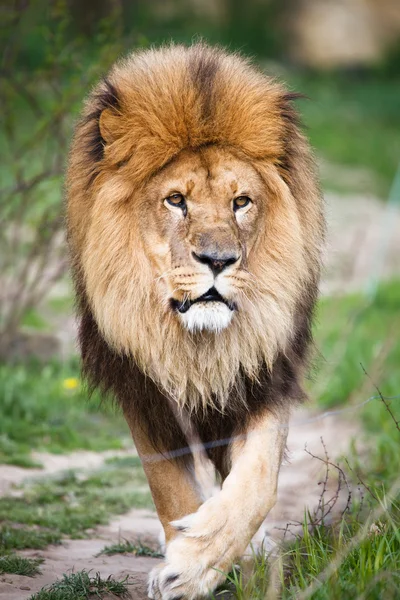 Majestuoso león caminando — Foto de Stock