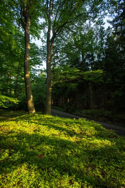 Forest - evening sunshine — Stock Photo, Image