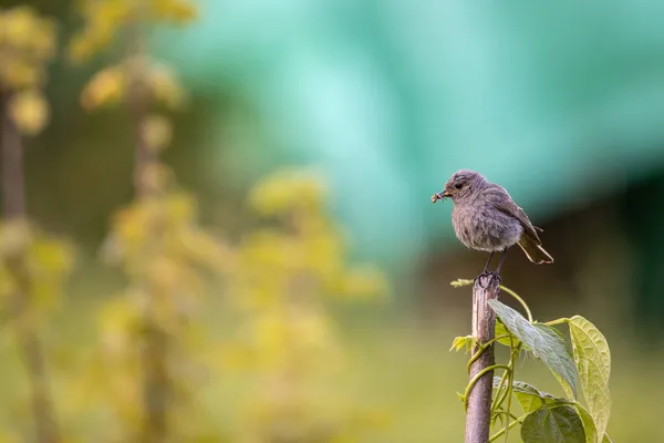 Preto Redstart Phoenicurus Ochruros Lindo Jardim — Fotografia de Stock