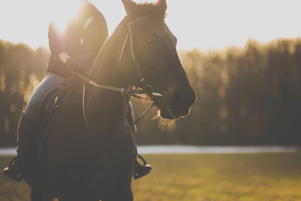 Reiterin Reitet Draußen Auf Ihrem Schönen Pferd — Stockfoto