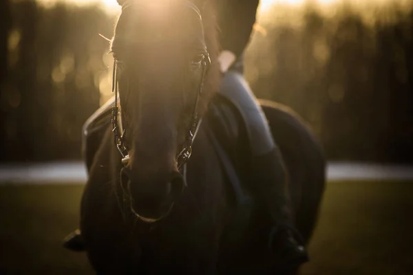 Cavaleiro Fêmea Cavalgando Livre Seu Lindo Cavalo — Fotografia de Stock