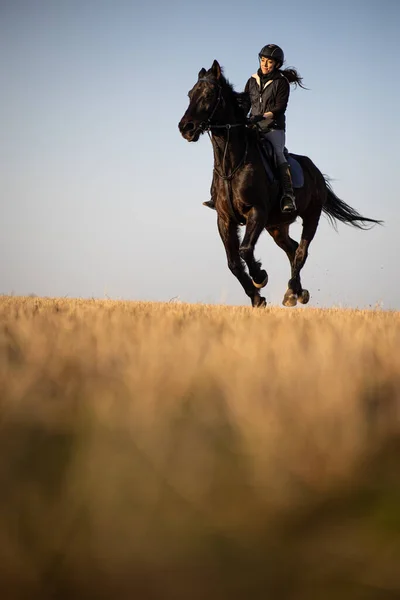 Жінка Вершник Їде Відкритому Повітрі Прекрасний Кінь — стокове фото