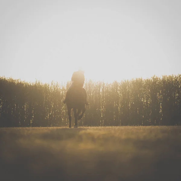 女性の馬に乗って屋外で彼女の美しい馬に乗って 背景の木に焦点を当て 穀物を追加 非常に大気中のイメージのためになり 非常に大気中のイメージのためになります — ストック写真