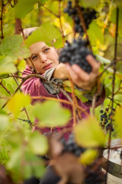 Woman Picking Grape Wine Harvest — Stock Photo, Image
