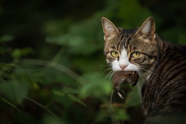 Ağzında bir fare ile kedi avcısı