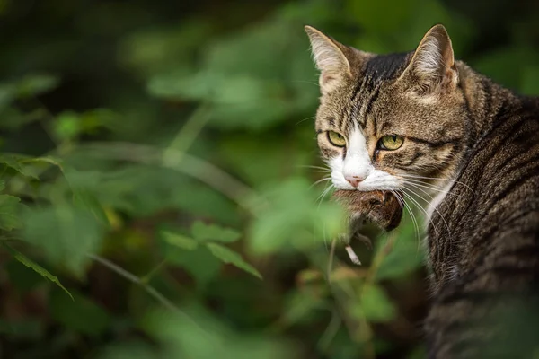 Cat Hunter Caught Mouse Her Mouth — Stock Photo, Image