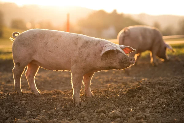 有機食肉農場の牧草地で食べる豚 広角レンズショット — ストック写真